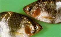 四帶無須魮 四帶無須魮