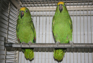 希斯潘諾拉亞馬遜鸚鵡 希斯潘諾拉亞馬遜鸚鵡