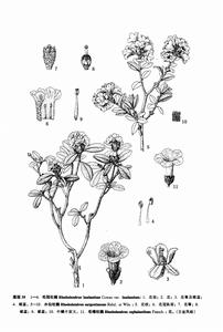 毛冠杜鵑 毛冠杜鵑