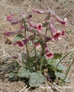 地黃二至丸 地黃二至丸