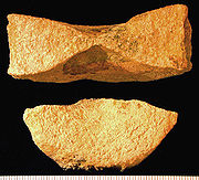 （圖）魚龍類的脊椎，出土於懷俄明州森丹斯組，年代為侏羅紀