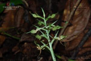 狹瓣玉鳳花 狹瓣玉鳳花