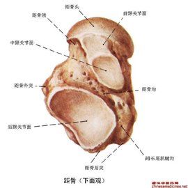 距骨 距骨