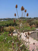 川續斷目 川續斷目