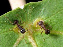 棱胸切葉蟻屬 棱胸切葉蟻屬