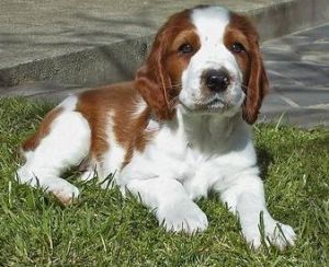 深圳名將犬舍 深圳名將犬舍