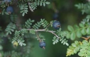 小葉華西小石積 小葉華西小石積