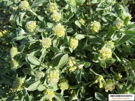 線葉庭薺 線葉庭薺