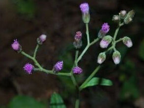 小花夜香牛 小花夜香牛