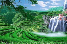 從化黃茶園 從化黃茶園