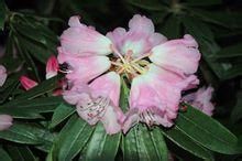 黃毛岷江杜鵑(亞種) 黃毛岷江杜鵑(亞種)