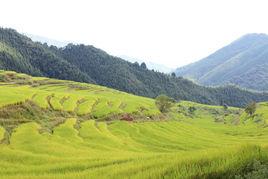 扶溪梯田 扶溪梯田