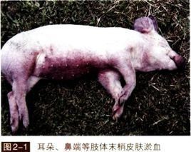 仔豬副傷寒 仔豬副傷寒