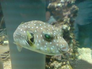 (圖)合肥漢海極地海洋世界