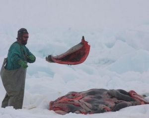 獵人搬運海豹肉