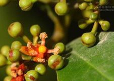 雲南藤黃 雲南藤黃