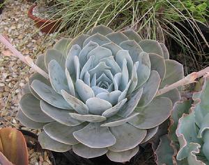 廣寒宮[景天科植物]