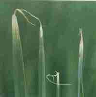 水稻乾尖線蟲病病葉