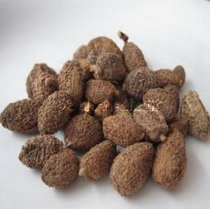 梳唇砂仁 梳唇砂仁