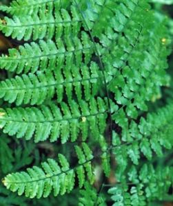 草質假複葉耳蕨