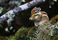 五紋松鼠 五紋松鼠