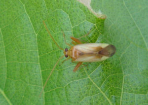 可可褐盲蝽 可可褐盲蝽