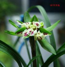 08年飛天鳳凰開品