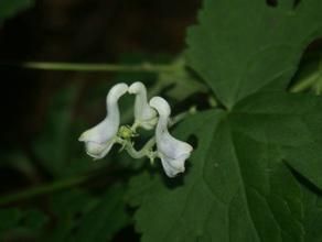 贛皖烏頭 贛皖烏頭