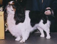 英國玩具獵鷸犬