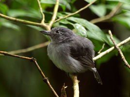 鼠灰蟻鵙 鼠灰蟻鵙