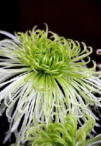 綠雲[菊花品種]