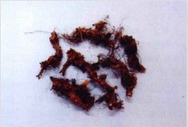 峨山草烏 峨山草烏