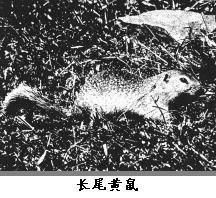 長尾黃鼠