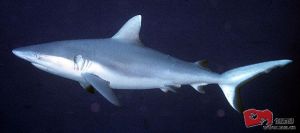 彎齒鯊 彎齒鯊