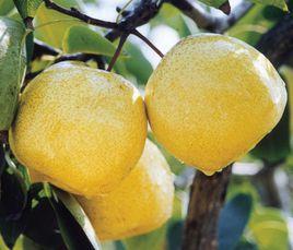 大沙河酥梨 大沙河酥梨