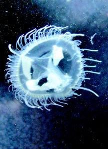 虎峪發現桃花水母