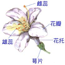 花托 花托