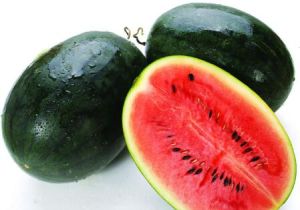 大壯黑美人 大壯黑美人