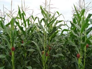玉米生育時期 玉米生育時期