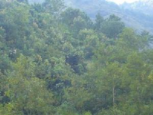 雙米地自然村自然資源-生態林