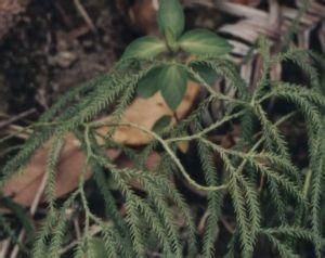 石子藤石松 石子藤石松
