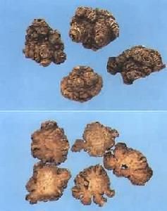 川穹提取物 川穹提取物