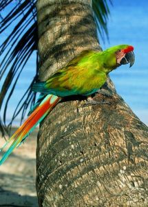大綠金剛鸚鵡