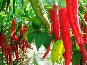 中國辣椒網 中國辣椒網