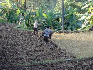 村民在生產勞動