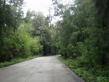 晉江坫頭國有林場