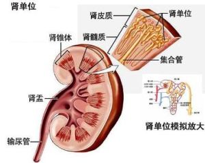 腰子 腰子