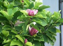 玉蘭樹的枝葉和花朵