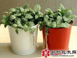 三葉藤橘 三葉藤橘