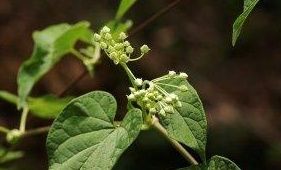 四川鵝絨藤（原變種）